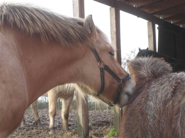 Fjordhest Felix -solgt billede 9