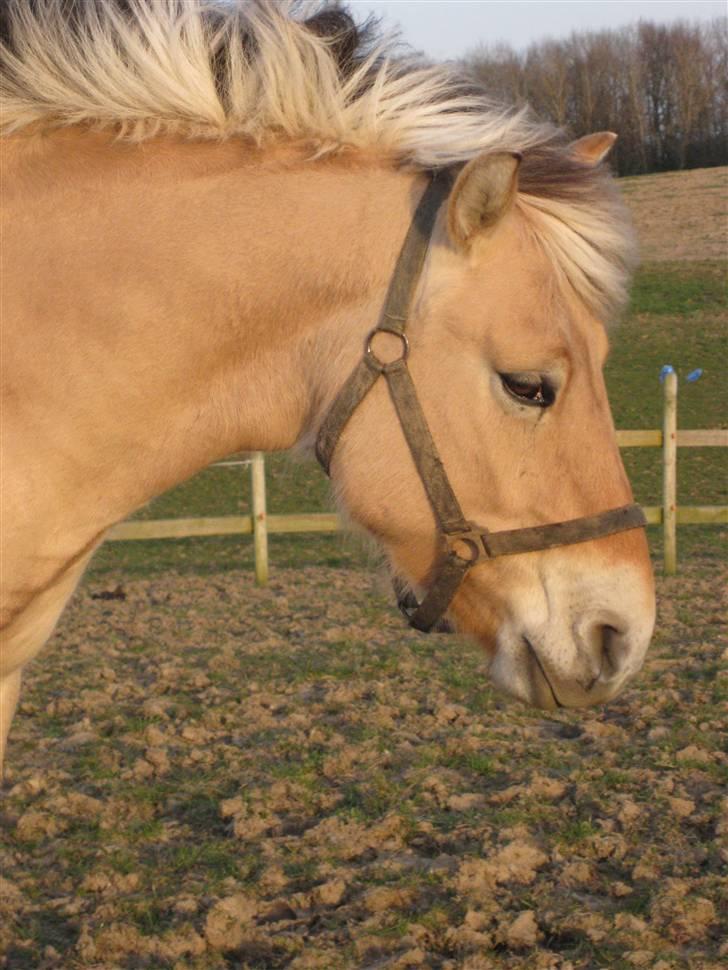Fjordhest Felix -solgt billede 10