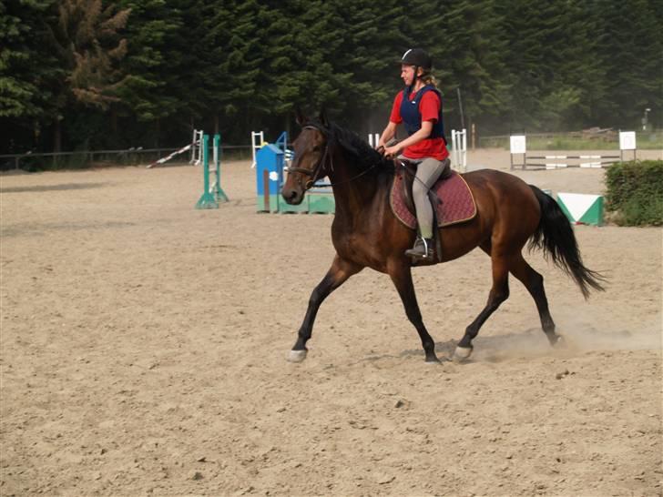 Ungarnsk Varmblod  baba   *gammel skolehest* - smukke hest<3 billede 6