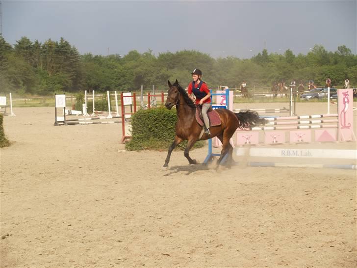 Ungarnsk Varmblod  baba   *gammel skolehest* - nej hvor er hun fin i galop=D billede 7
