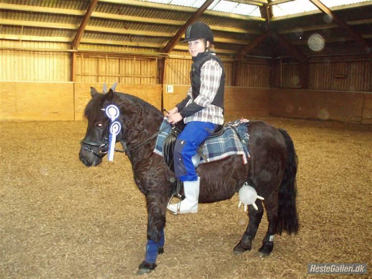 Welsh Mountain (sec A) Tarzan  - mig og tarzan som landmand og ko:D til stævne | Foto Søs <3 billede 8