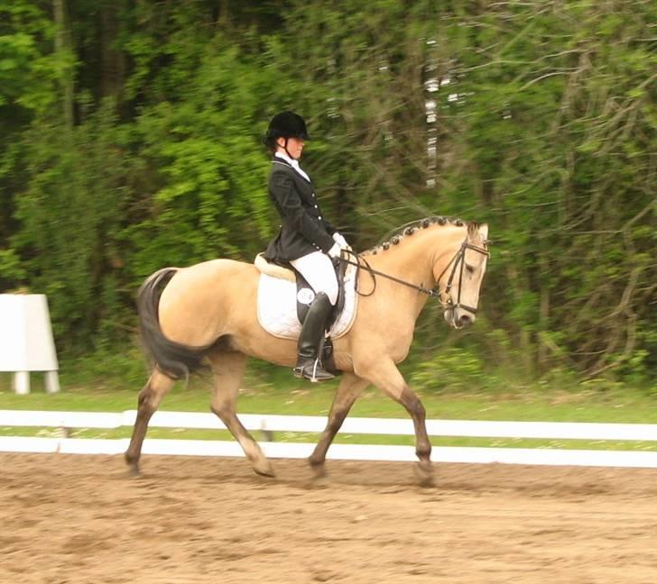 Anden særlig race Rakits Fire Light ~Solgt~ billede 15