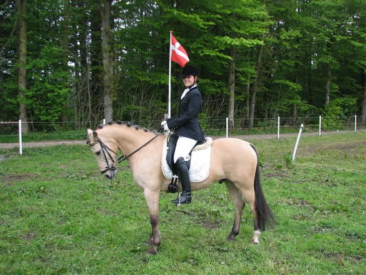 Anden særlig race Rakits Fire Light ~Solgt~ billede 16