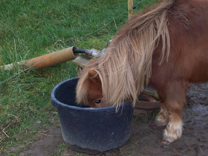 Shetlænder Fanny  - 13# Fanny (: Foto: JGM 2010. billede 13