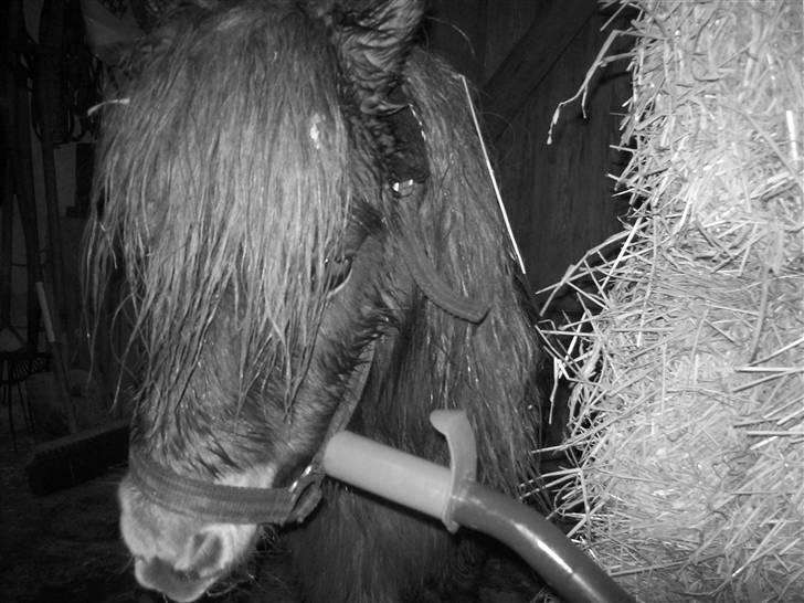 Shetlænder Fanny  - 14#  Foto: JGM 2010. billede 14