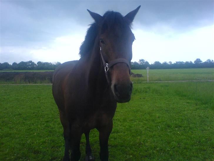 Irsk Sportspony captain jack - Velkommen til min profil. billede 1