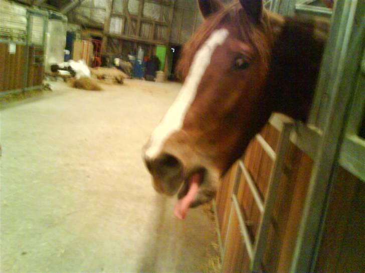 Anden særlig race sebastian - til berider billede 12