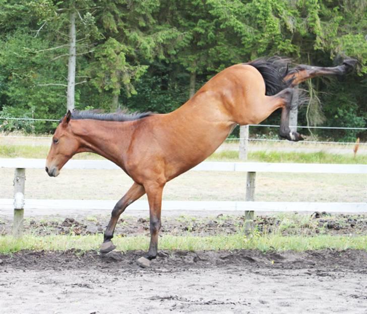 Dansk Varmblod Cadeau - Gad vide, om der er nogen der melder sig frivilligt, til at ride ham  billede 1