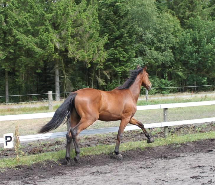 Dansk Varmblod Cadeau - Spanske skidt ..... eller hvad der er han har gang i  billede 2