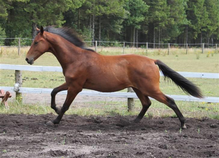 Dansk Varmblod Cadeau - 2 år billede 3