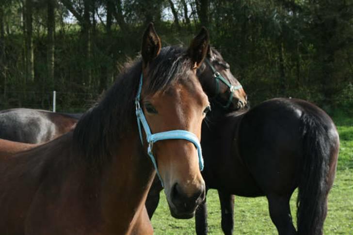 Dansk Varmblod Cadeau - 9 mdr gammel billede 4