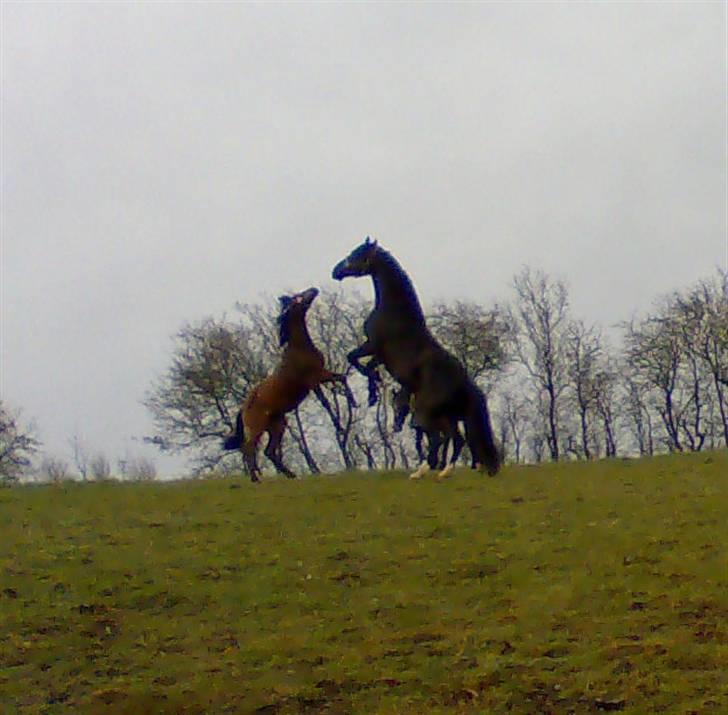 Dansk Varmblod Cadeau - 6 mdr gammel og i leg med en vallak på 170 cm billede 5