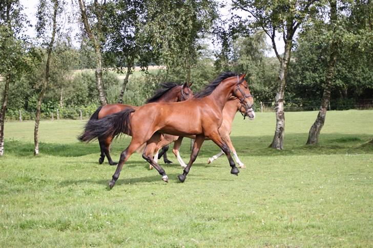 Dansk Varmblod Cadeau - Den vender da rigtigt :-) billede 6