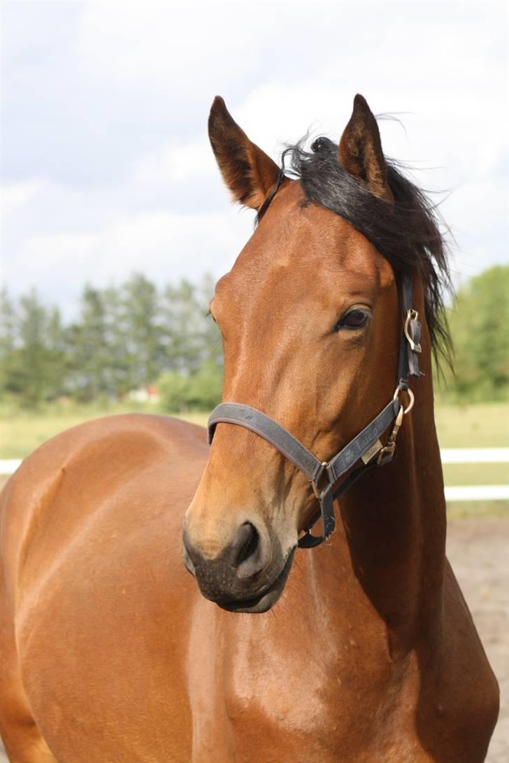 Dansk Varmblod Cadeau - smukt hovede billede 7