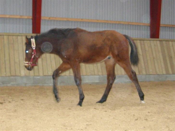 Dansk Varmblod Cadeau - 4,5 mdr gammel i hallen billede 8