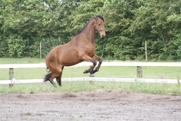 Dansk Varmblod Cadeau - Capriole :-) billede 9