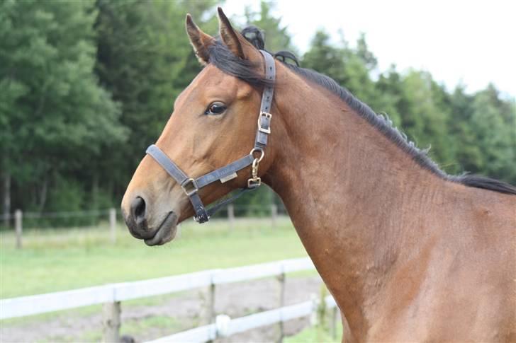 Dansk Varmblod Cadeau - 2 år billede 10