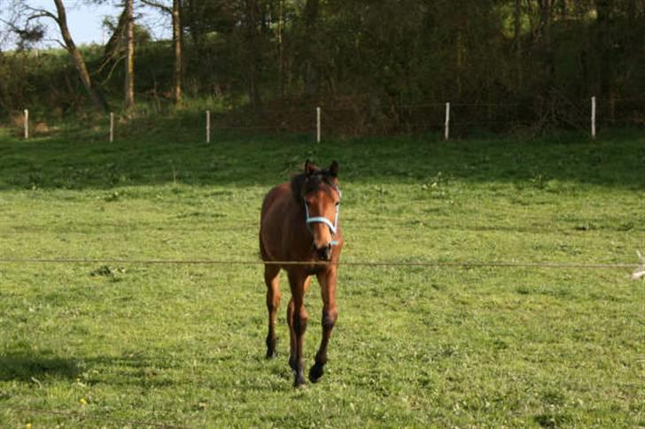 Dansk Varmblod Cadeau - 9 mdr gammel billede 11