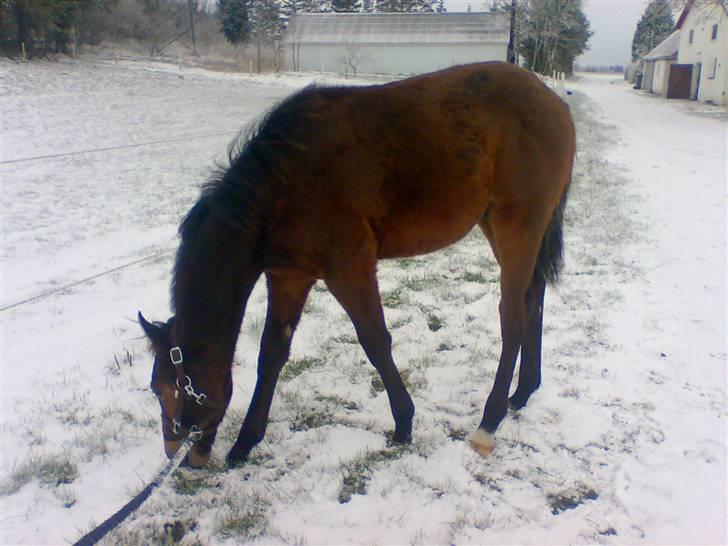 Dansk Varmblod Cadeau - 7 mdr gammel billede 12