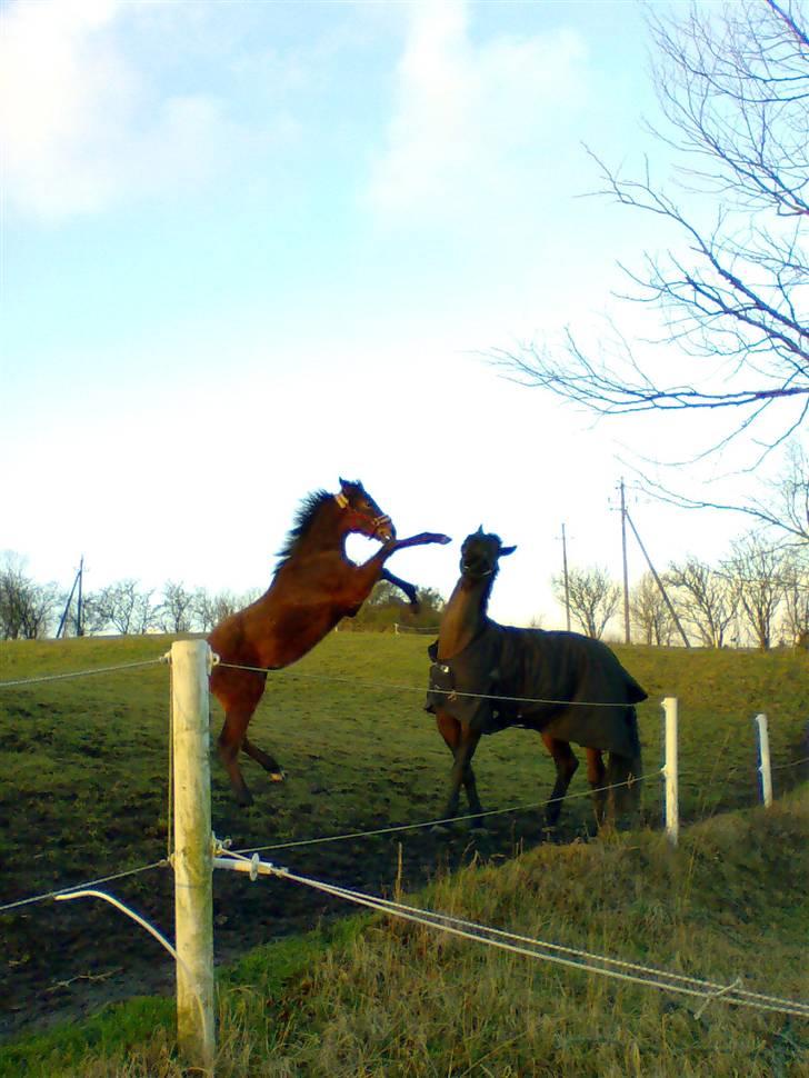 Dansk Varmblod Cadeau - Cadeau (5 mdr gammel) og Paco. paco er en vallak på 170 cm. Han er sej den lille billede 13