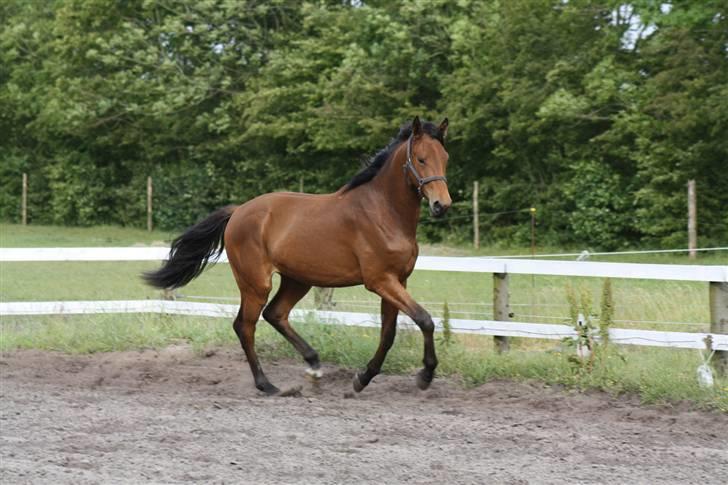 Dansk Varmblod Cadeau - 2 år billede 14