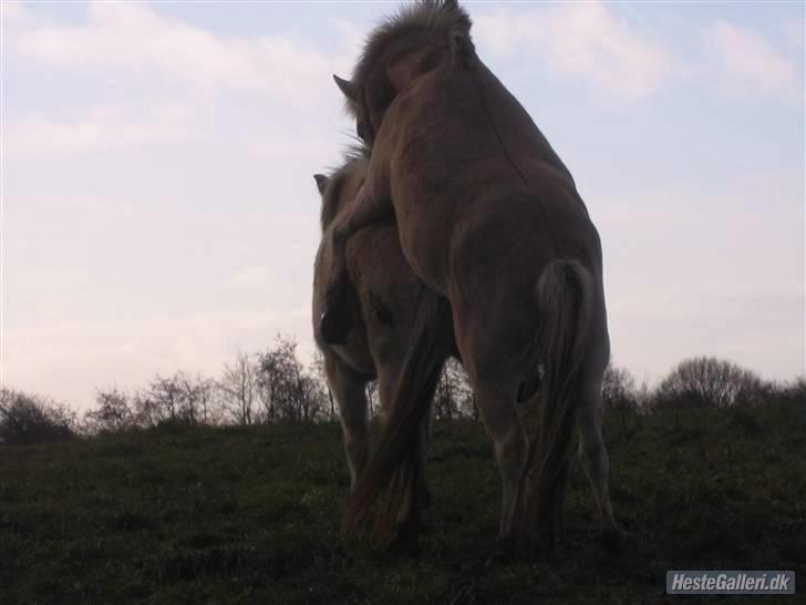 Fjordhest Felix -solgt - Felix forsøger sig som hingst billede 11