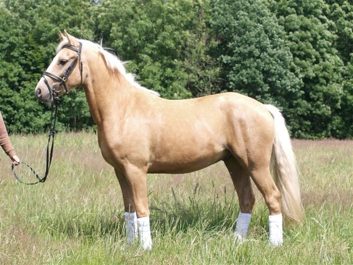 Connemara Bechs Niall  billede 17