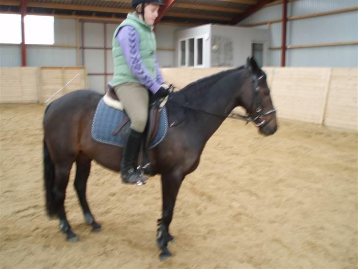 New Forest Flicka billede 6