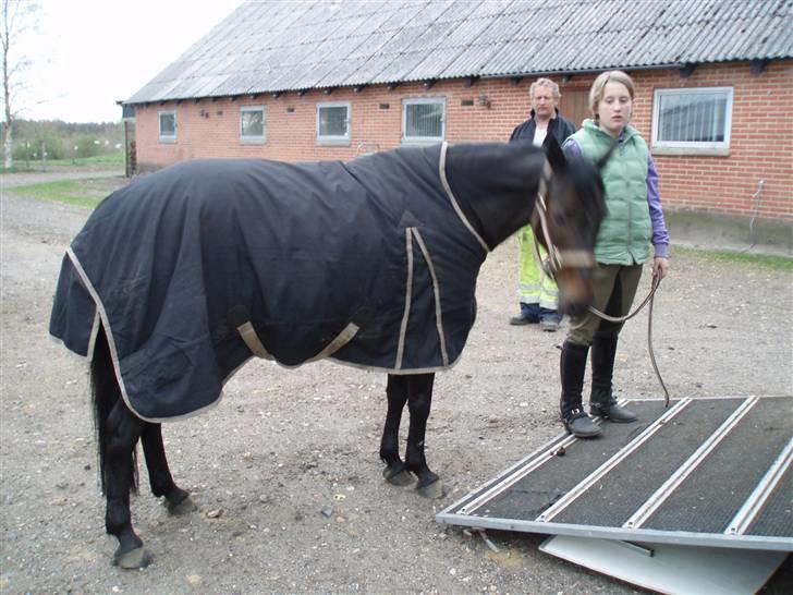 New Forest Flicka billede 7