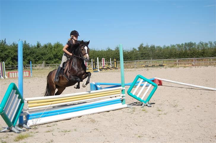 Welsh Pony (sec B) Lyngvejens Flicka(solgt) - springer:b billede 7