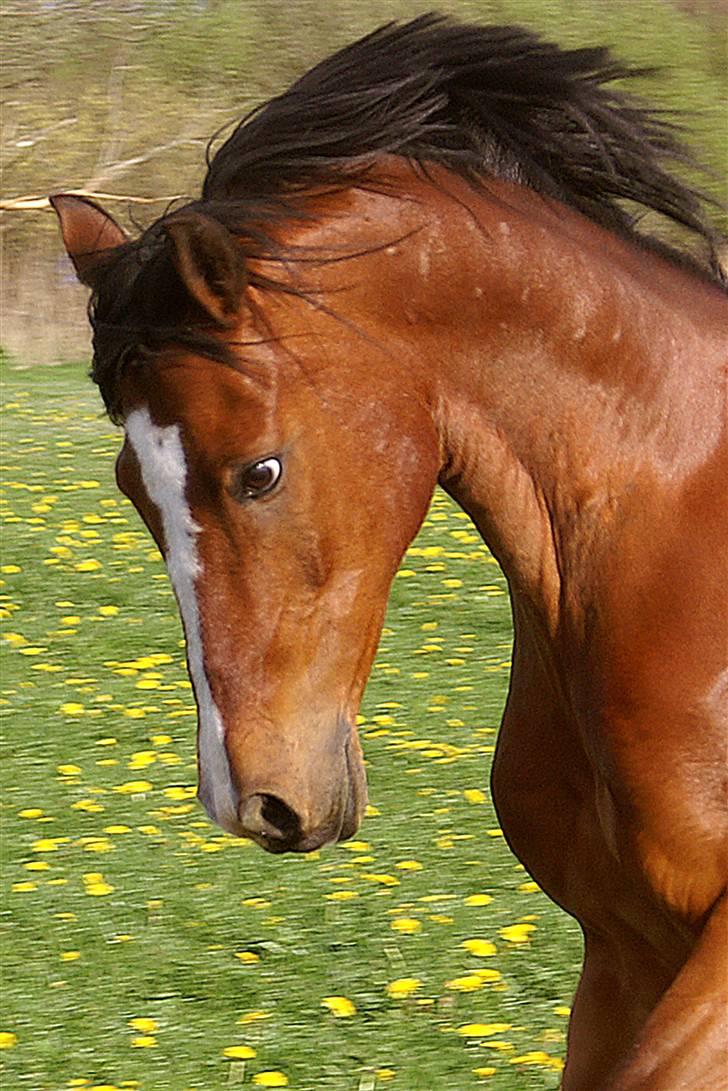 Anden særlig race Magic Don Karnage - Karnage en sommerdag på folden. Foto: Freddy Juhl billede 3