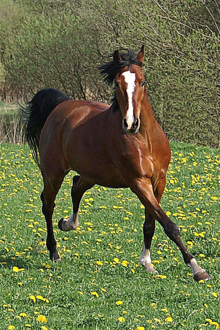 Anden særlig race Magic Don Karnage - Karnage en sommer dag på folden. Foto: Freddy Juhl billede 5