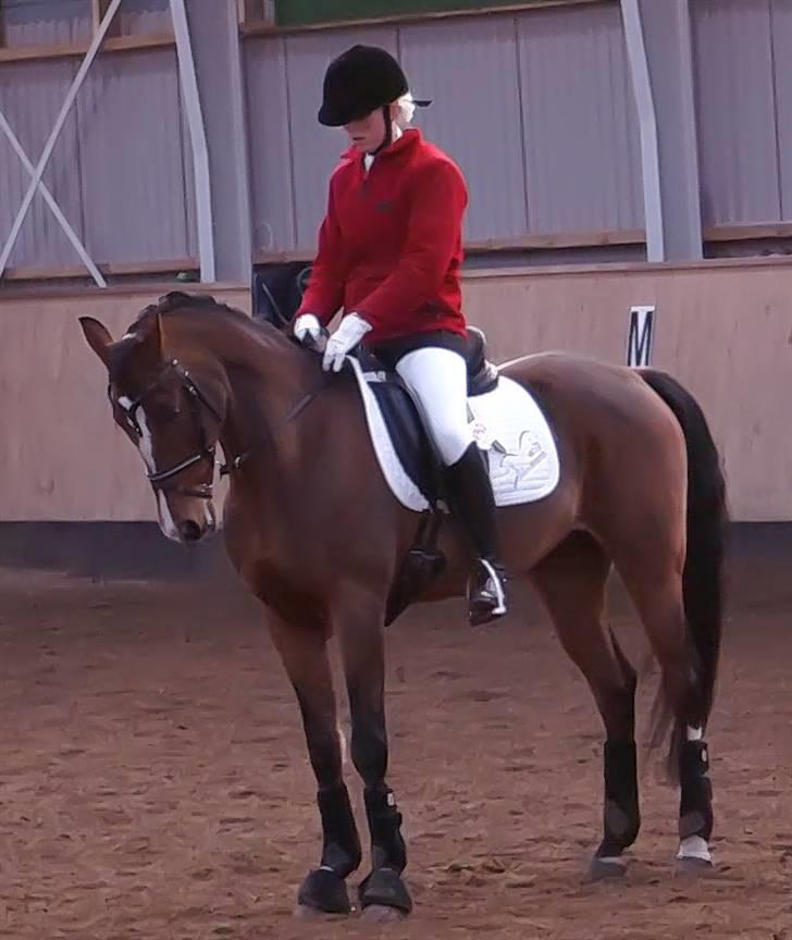 Anden særlig race Magic Don Karnage - Stævne Tørring. Foto: Freddy Juhl billede 6