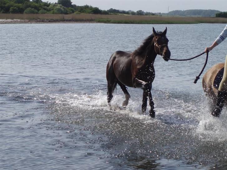 Anden særlig race Milton - Dejlig med en dukkert:) billede 1