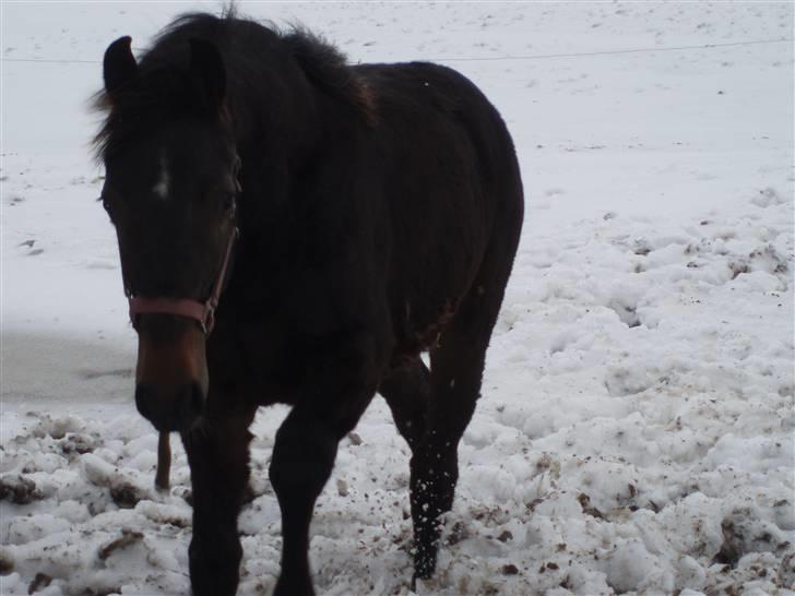 Anden særlig race Milton - Ja, ja nu kommer jeg billede 2
