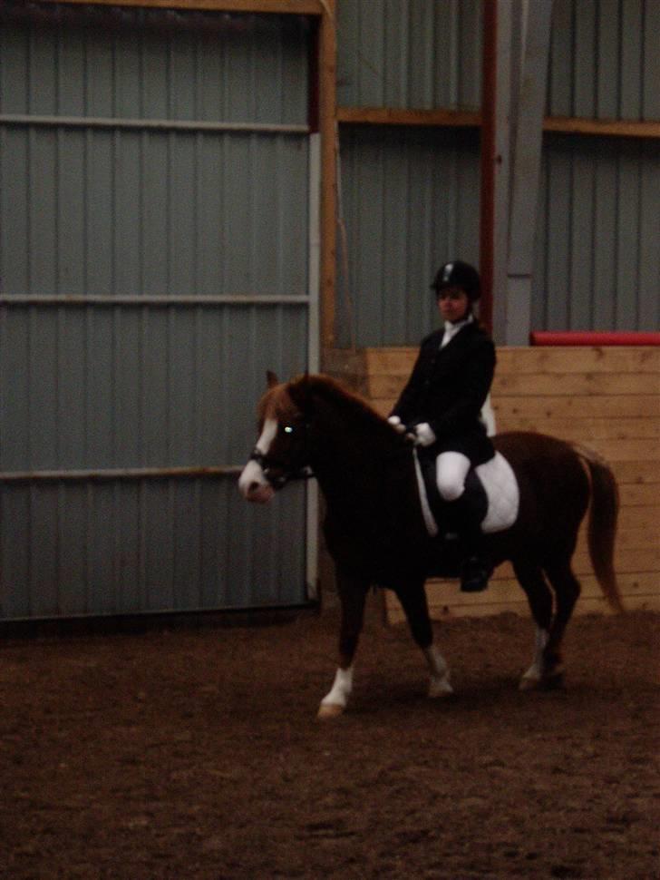 Welsh Mountain (sec A) - Jonathan  - Til stævne på nord. Foto: Mor. billede 11