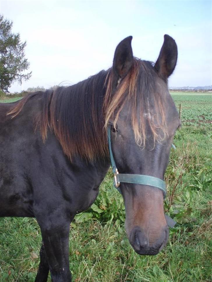 Anden særlig race Milton billede 3