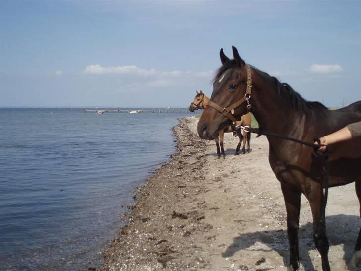 Anden særlig race Milton - Flotte dreng billede 5