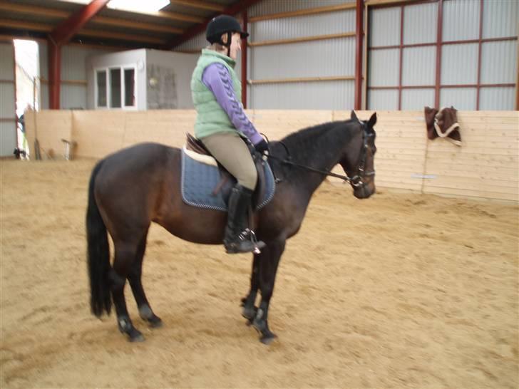 New Forest Flicka billede 10