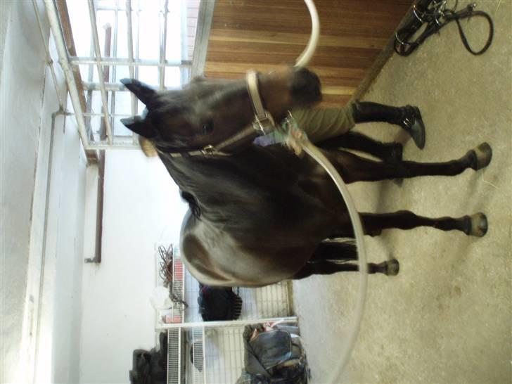 New Forest Flicka billede 11