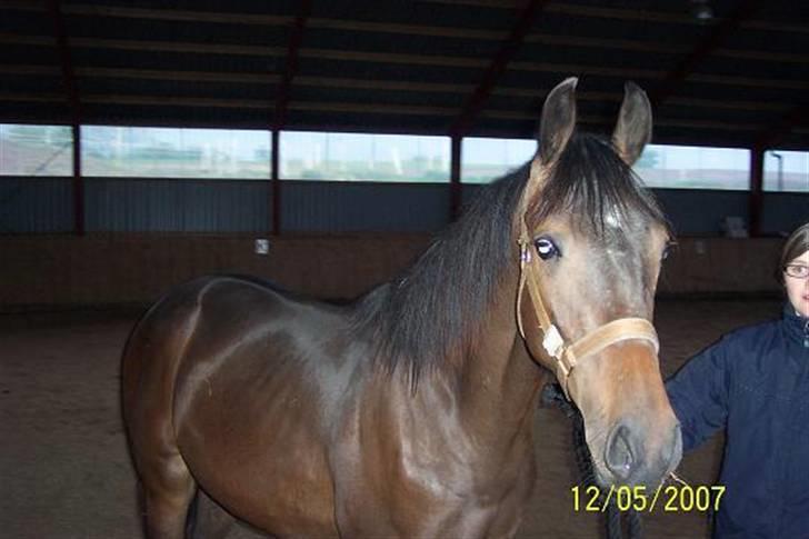 Anden særlig race Milton billede 6