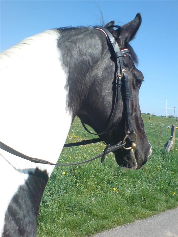 Pinto Pinto <3 (Aflivet) R.I.P. billede 1