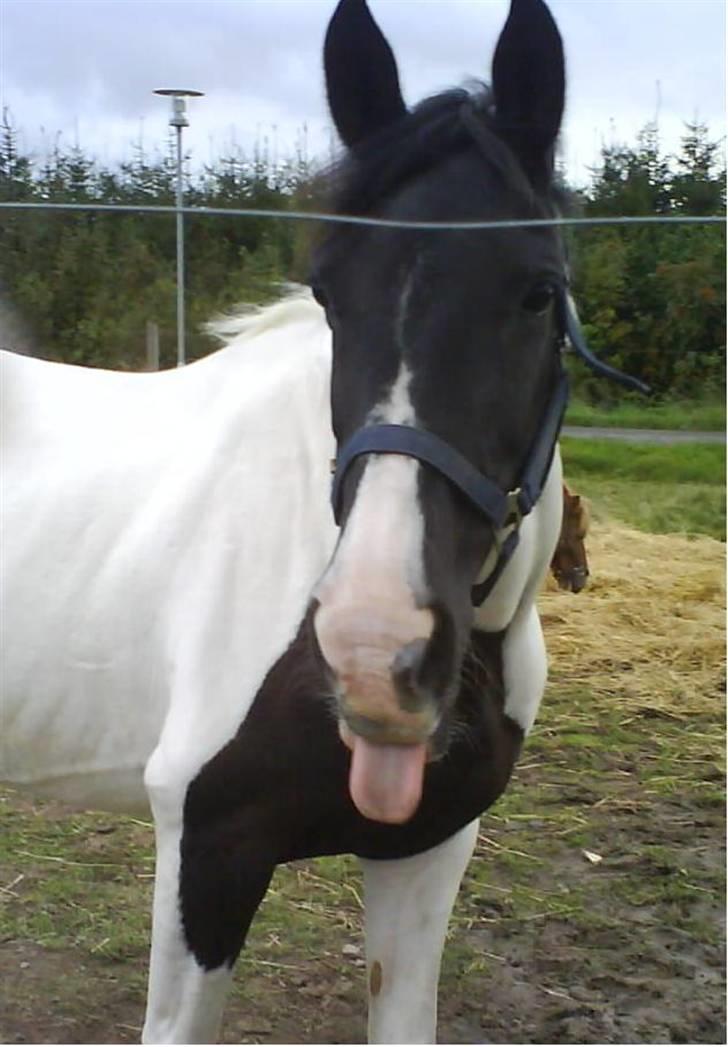 Pinto Pinto <3 (Aflivet) R.I.P. billede 2