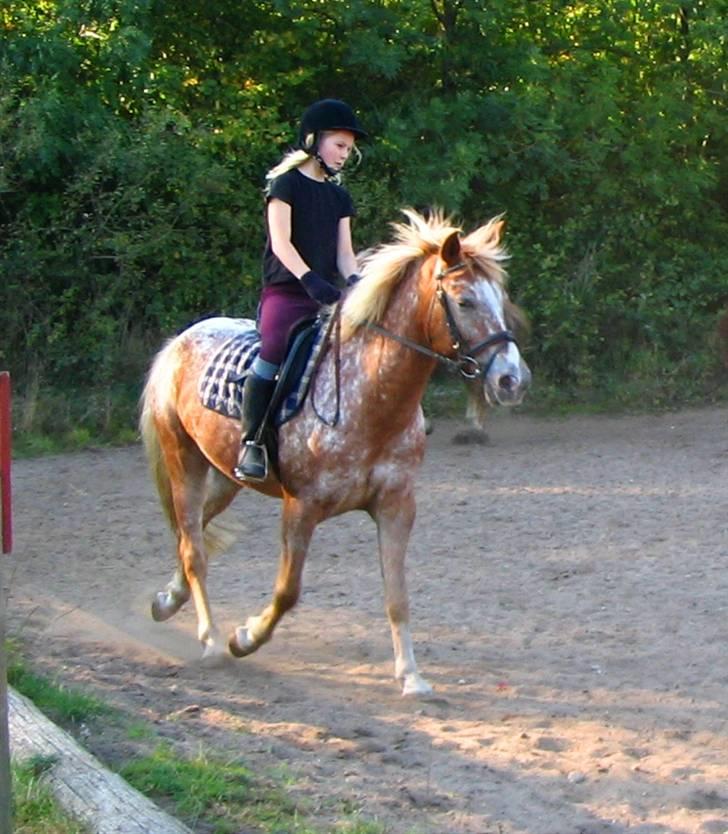 Anden særlig race Jolly Jumper *Gamle part* - Dolle i trav billede 11