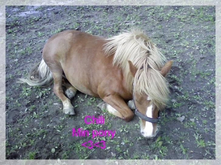 Anden særlig race chili *+min bvs ponze;)+* - hov hov ditte! jeg er da ikke din hehe :D billede 4