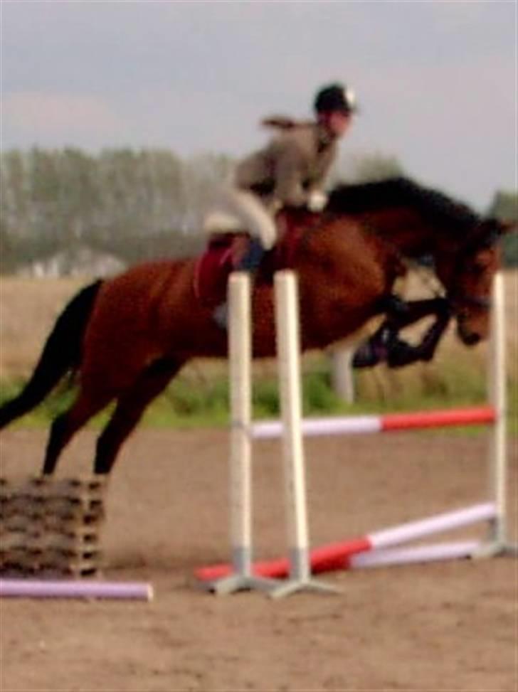 Anden særlig race Fly away "solgt" - anette og fly spring træning   foto. Lonnie Skovlund Rasmussen billede 17