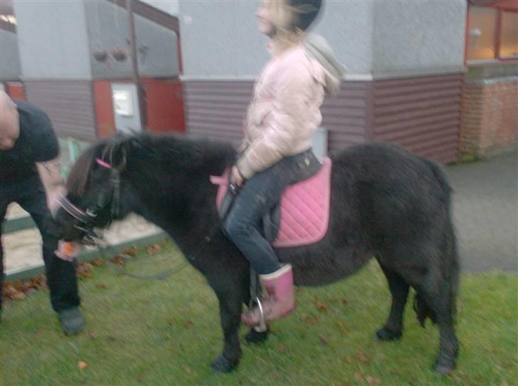 Shetlænder | *<3stella<3*| *solgt* - uha! det er da dittes far der har en gulerod med til mig! hvor er jeg heldig i dag! billede 14
