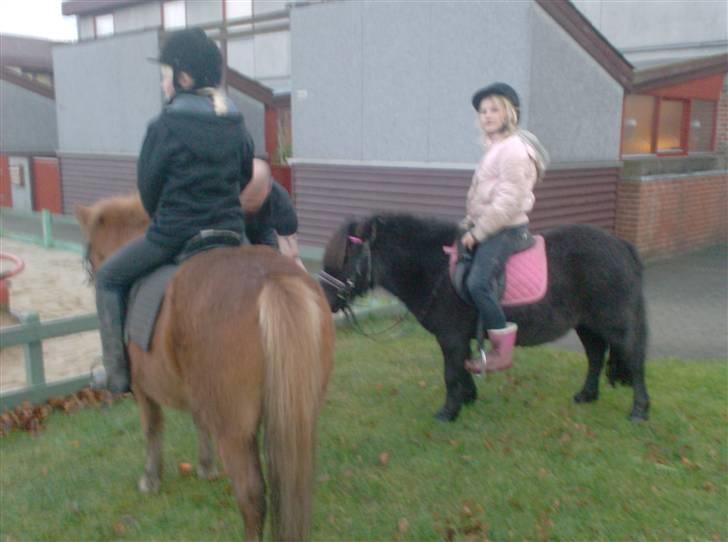 Shetlænder | *<3stella<3*| *solgt* - hov hov chili! det er mit billed men din popo er med! XD billede 15