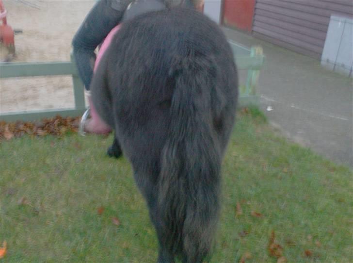 Shetlænder | *<3stella<3*| *solgt* - når enden er god, er alting godt :) billede 16