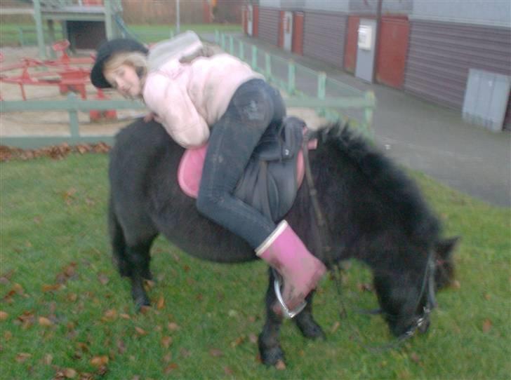 Shetlænder | *<3stella<3*| *solgt* - "jeg håber det er ok jeg tar en lille lur stella..." ja da,så længe du ikke fiser i søvne XD billede 17